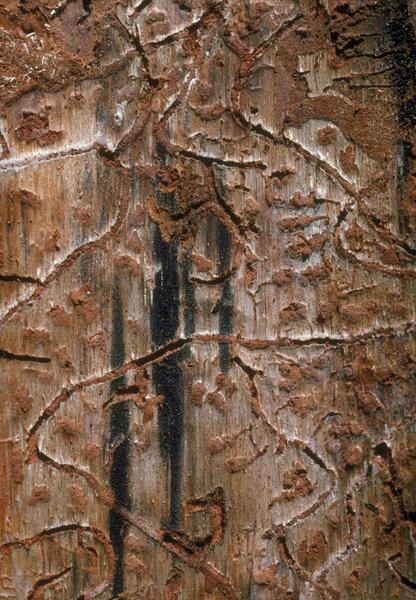 Figure 3. Tree girdling galleries.
